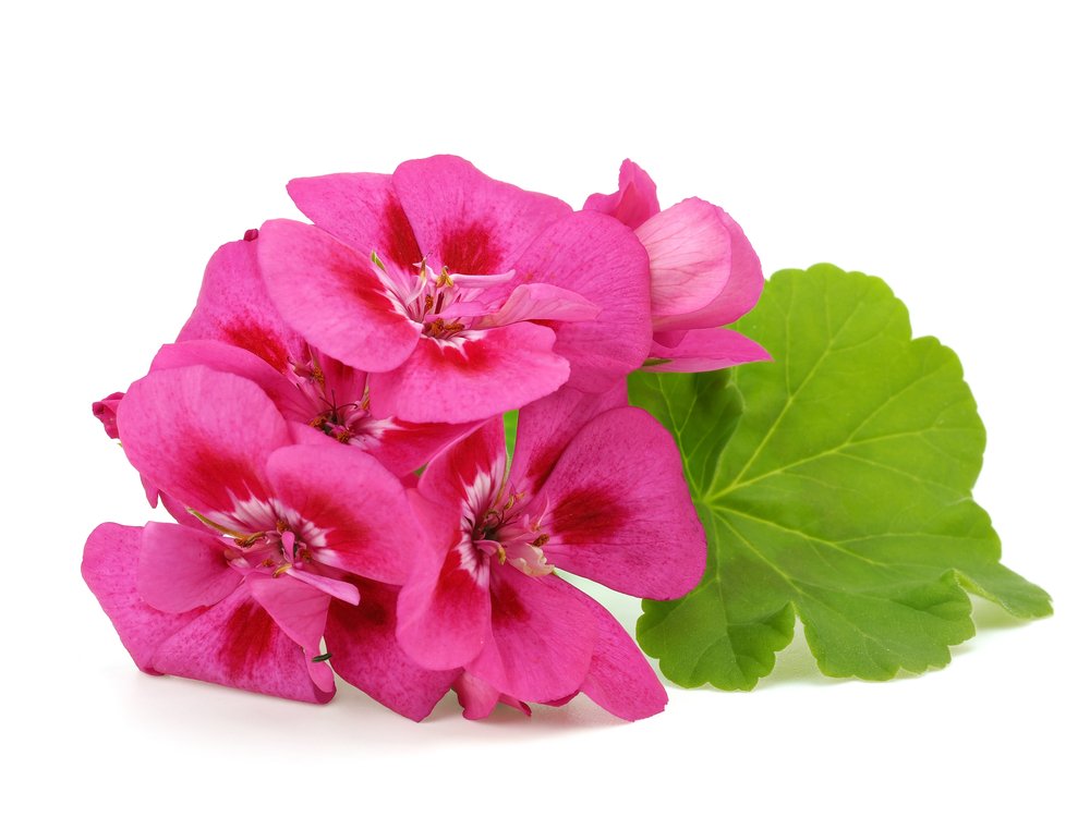 Us Organic 100% Pure Geranium Essential Oil - Usda Certified Organic, Steam Distilled - W/Euro Droppers (More Size Variations Available) (10 Ml / .33 Fl Oz) : Beauty & Personal Care