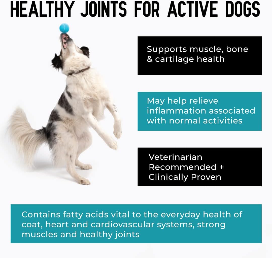 ACTIVPHY Hip + Joint Supplement with Glucosamine, MSM, Omega 3s, and Turmeric, Normal Inflammatory Response, Antioxidants, Made in USA, For Dogs , 75 ct : Pet Supplies