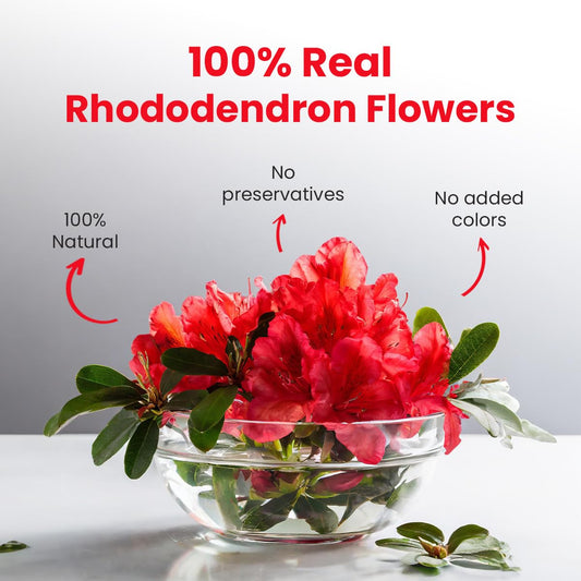 Blue Tea - Rhododendron Flower Tea Loose Leaf -1.40 Oz (Pack Of 2) | Nourishes Skin | Flower Based -Anti-Oxidant Rich - Herbal Tea - Caffeine Free - Non - Bitter - Natural Ingredients | Jar Packaging