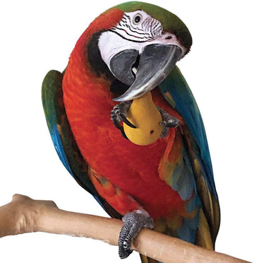 Northern Parrots Wood Fruit Chews Parrot Foot Toys Pack Of 3