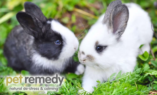 Pet Remedy Small Mammal Calming & Bonding Kit