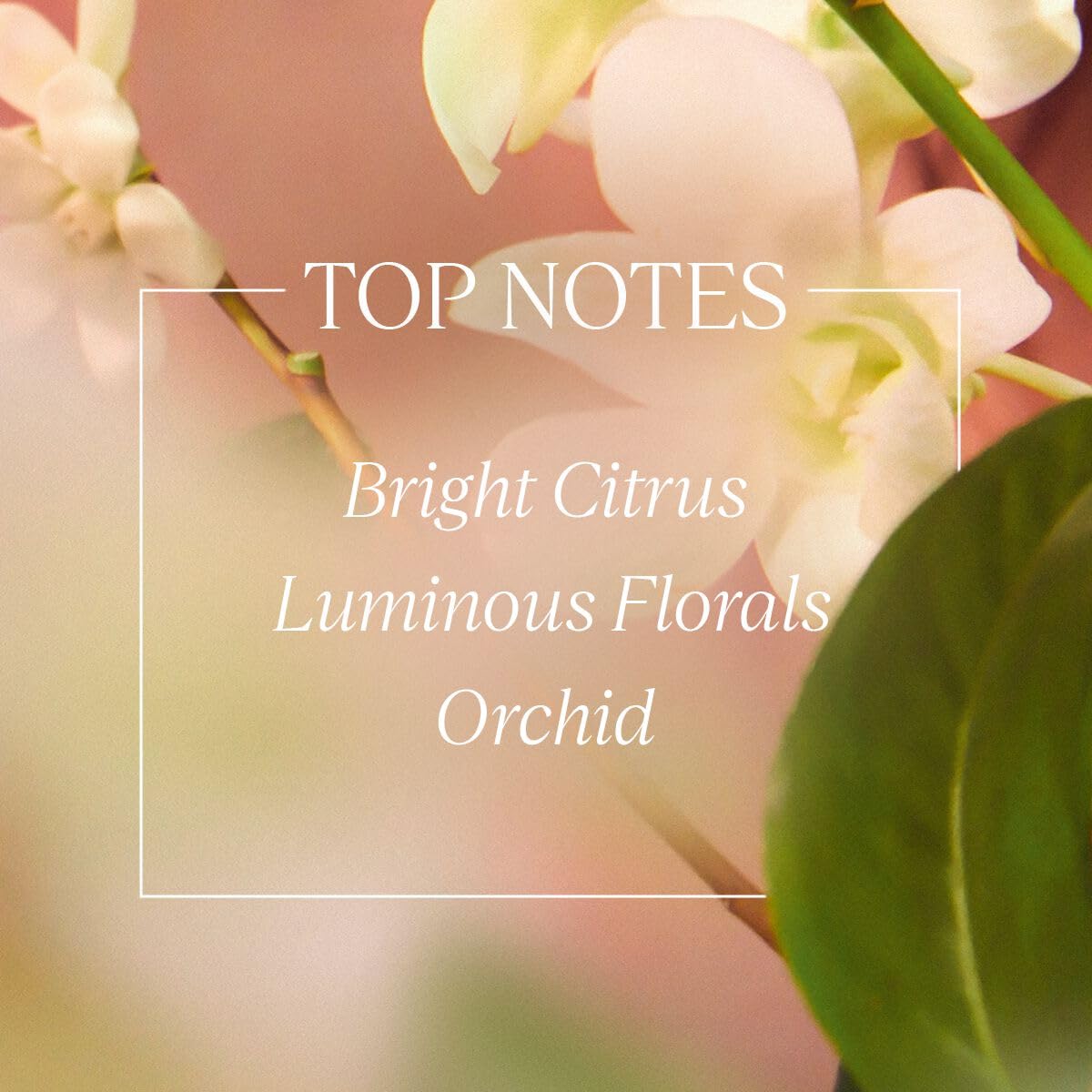 L'Occitane Herbae Beauty Milk 8.40 Fl.Oz : Beauty & Personal Care