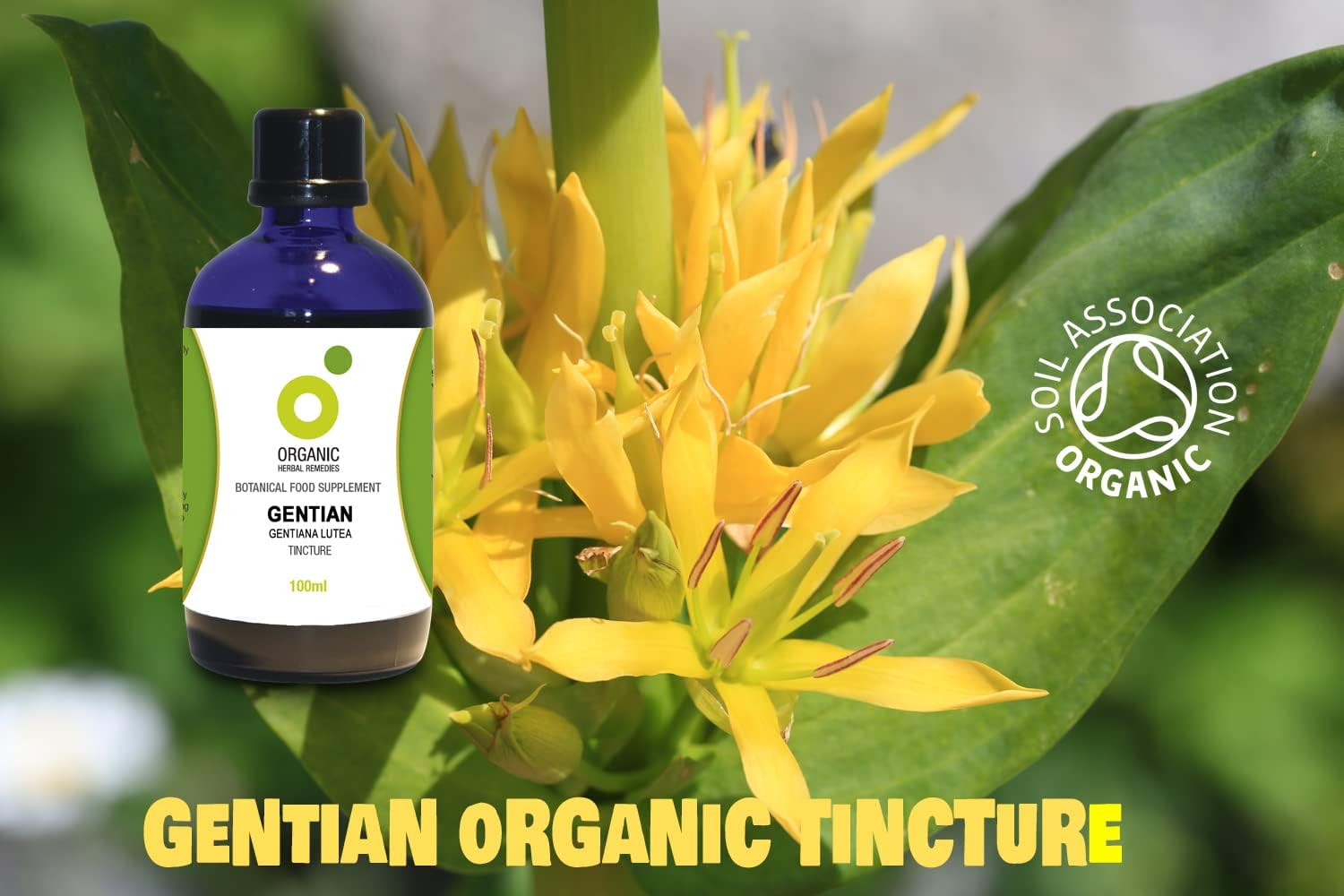 Organic Herbal Remedies 100ml Gentian Tincture : Amazon.co.uk: Health & Personal Care