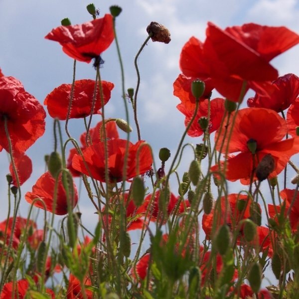 Durance Perfumed Soap Pretty Poppy 125G