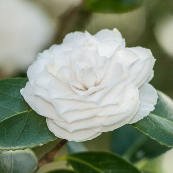 Durance Perfumed Soap Radiant Camellia 125G