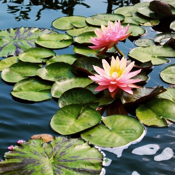 Durance Perfumed Soap Delicate Water Lily 125G