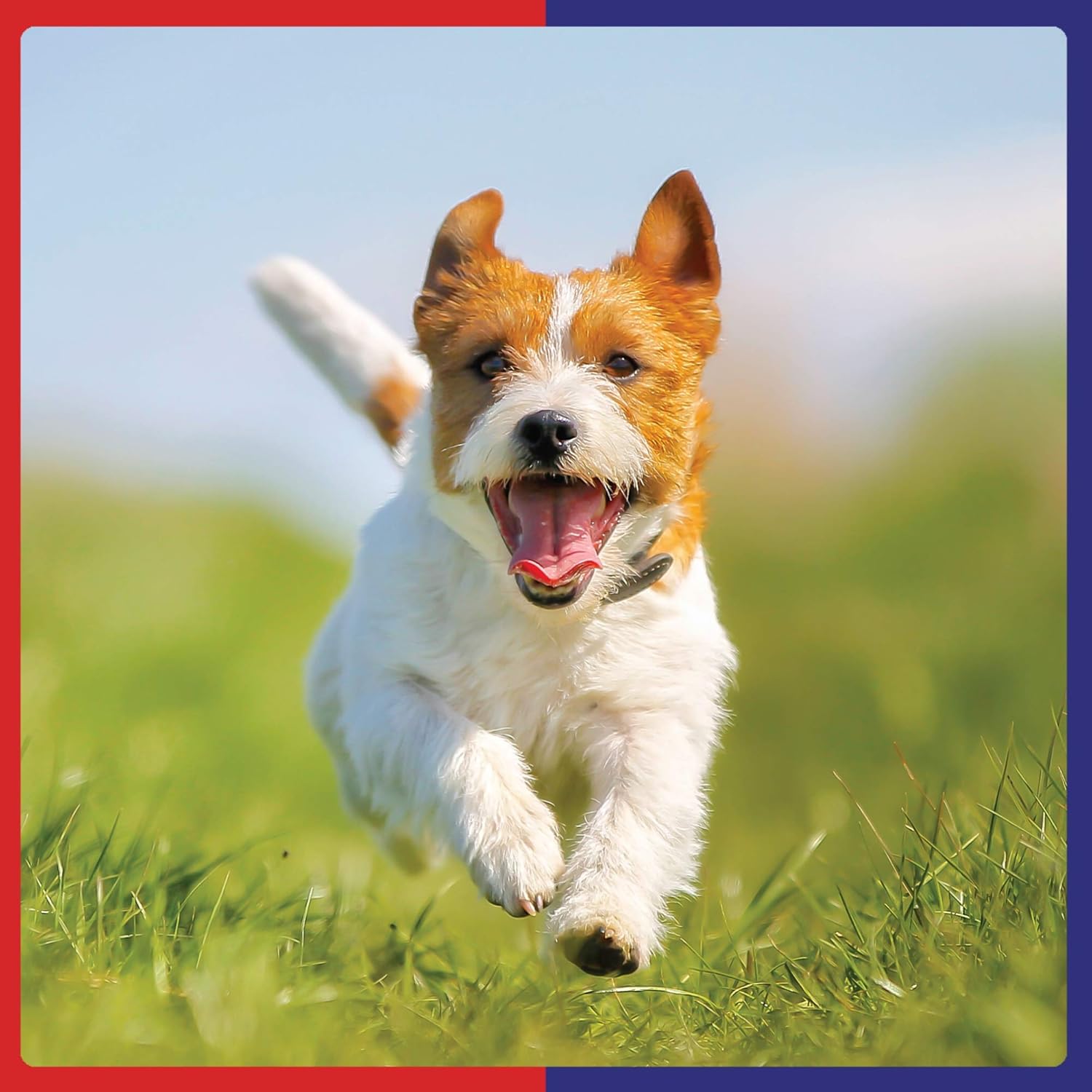 Cortaflex Canine Inflamex Dog Joint Support Liquid Solution : Amazon.co.uk: Pet Supplies