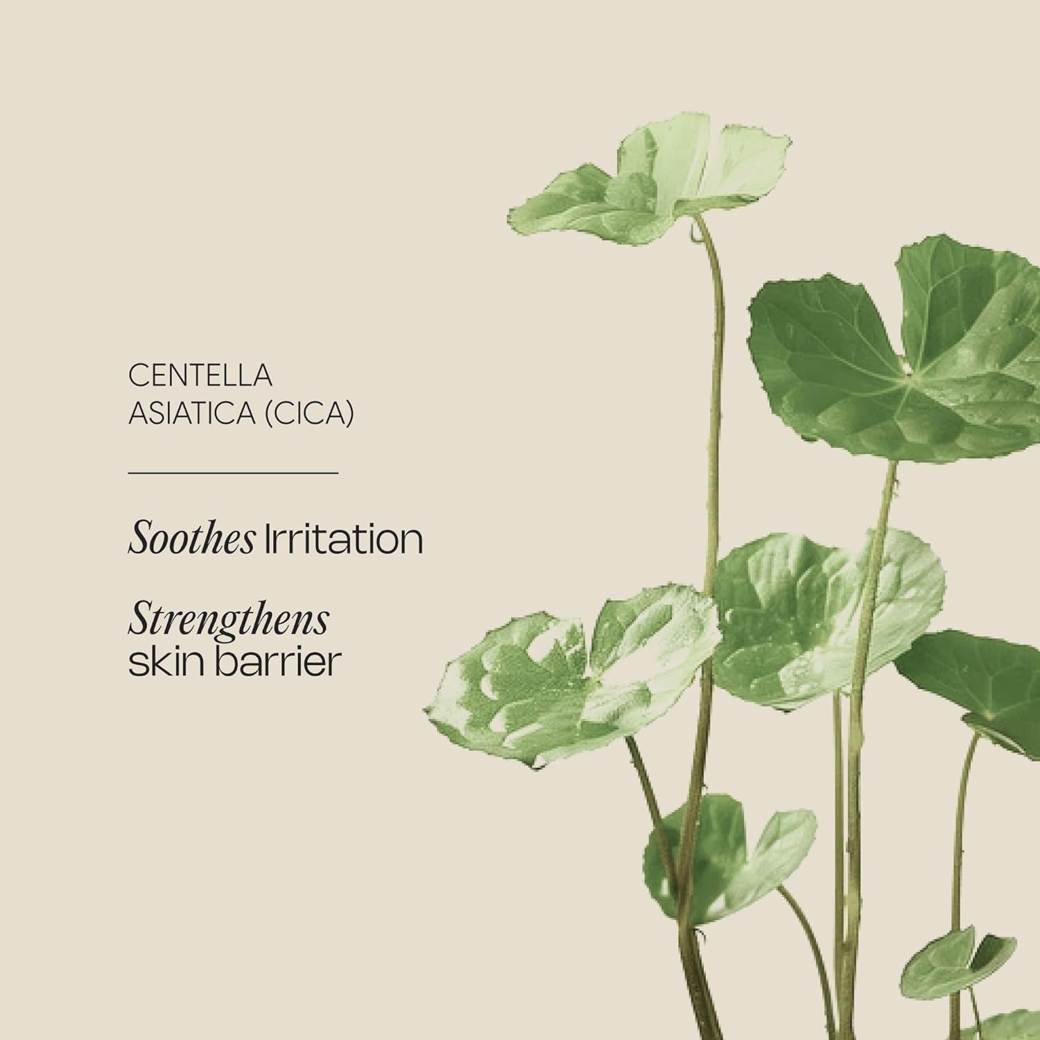 Meebak Eye Cream With Bakuchiol, Caffeine, And Cica – Anti-Aging Under Eye Treatment For Puffiness, Dark Circles, Fine Lines, And Wrinkles, Brightening Daily Eye Cream For Tired Eyes : Beauty & Personal Care