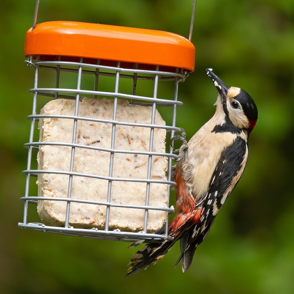 Suet Blocks For Wild Birds - Jacobi Jayne® See the Difference™ Wild Bird Food - Pack of 2 x 340g - Bird Food Suet Blocks with Insects - 100% British & Irish Beef Suet :Garden