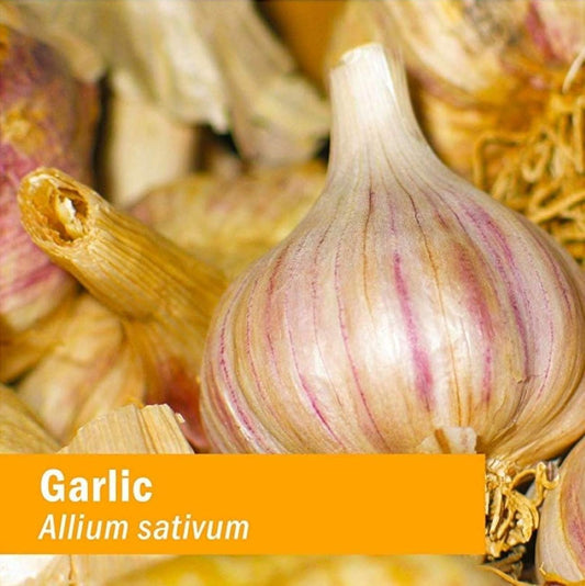 Herb Pharm Certified Organic Garlic Liq Extract for Cardiovascular and Circulatory Support - 1 