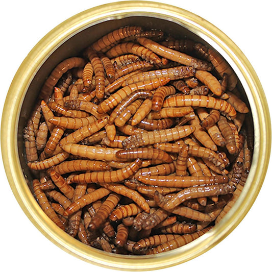 Canned Mealworms (1.2 Oz.) - Healthy High Protein Insect Treat - Hedgehogs, Sugar Gliders, Reptiles, Wild Birds, Chickens, Lizards, Bearded Dragons, Skunks, Opossums, Fish, Amphibians, Turtles