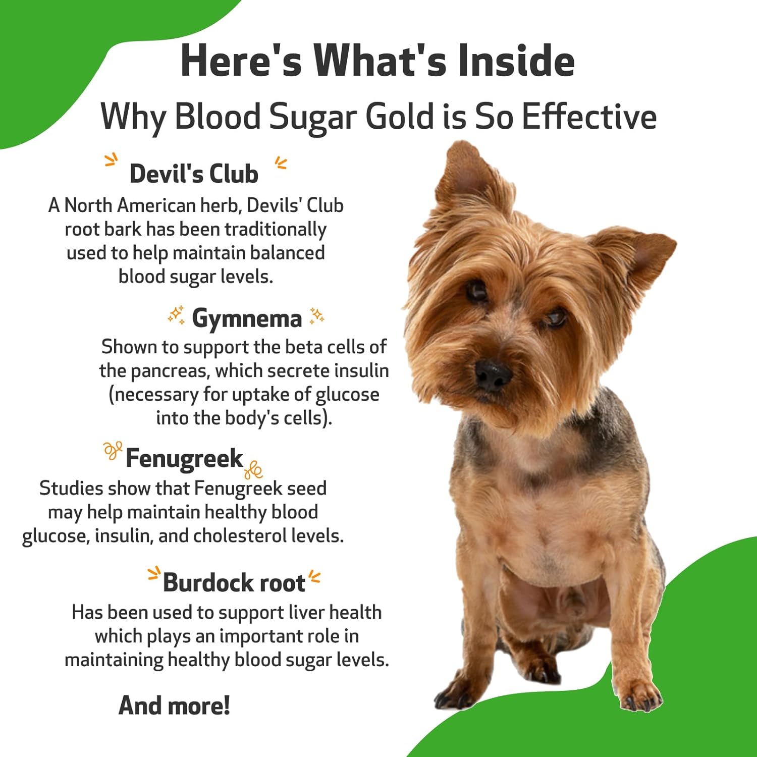 Pet Wellbeing Blood Sugar Gold for Dogs - Vet-Formulated - Supports Blood Sugar Balance, Healthy Pancreas & Liver - Natural Herbal Supplement 2 oz (59 ml) : Pet Supplements And Vitamins : Pet Supplies