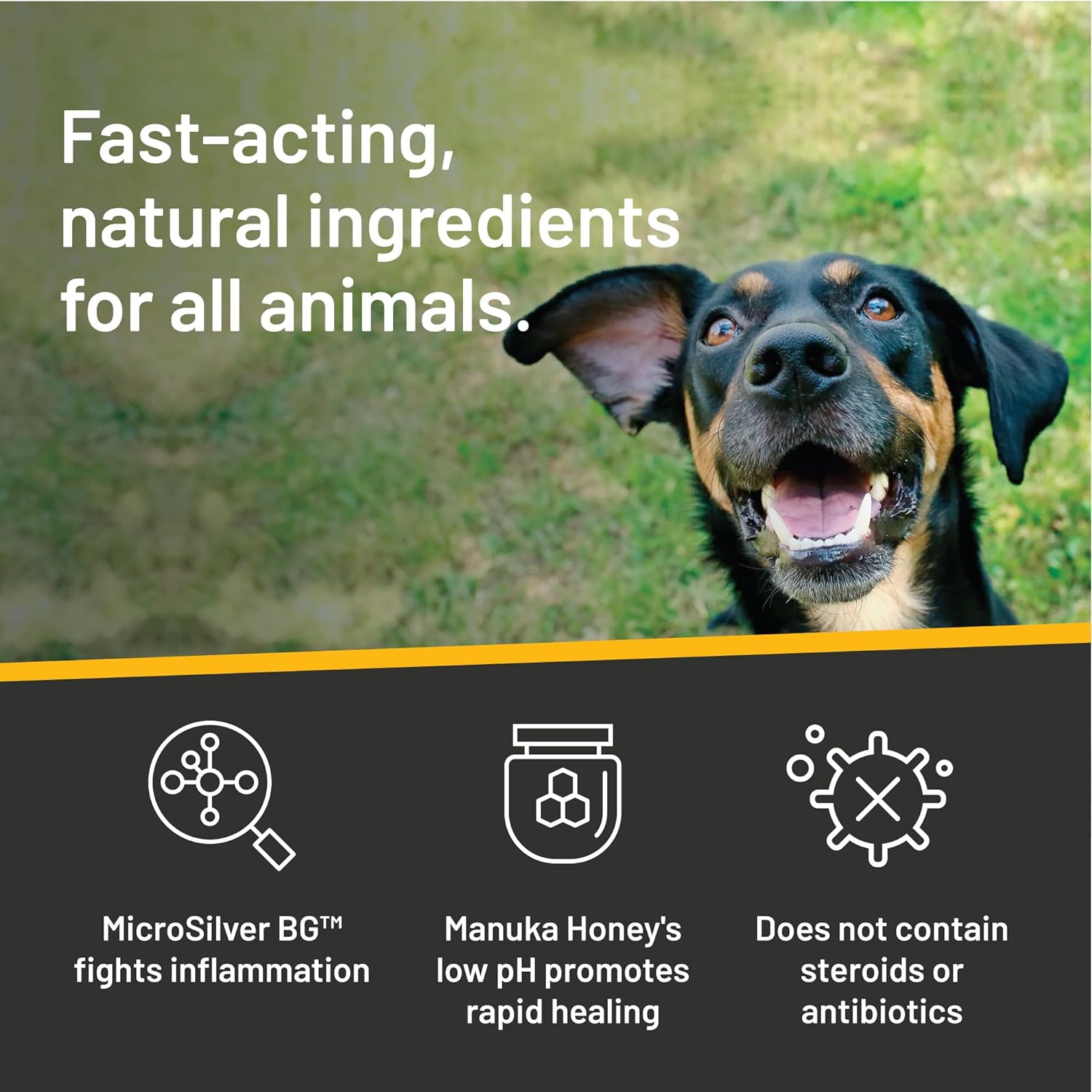 Absorbine Silver Honey Rapid Ear Care Vet Strength Ear Rinse, 4oz, Manuka Honey & MicroSilver BG, Safe for Dogs & Cats : Pet Supplies