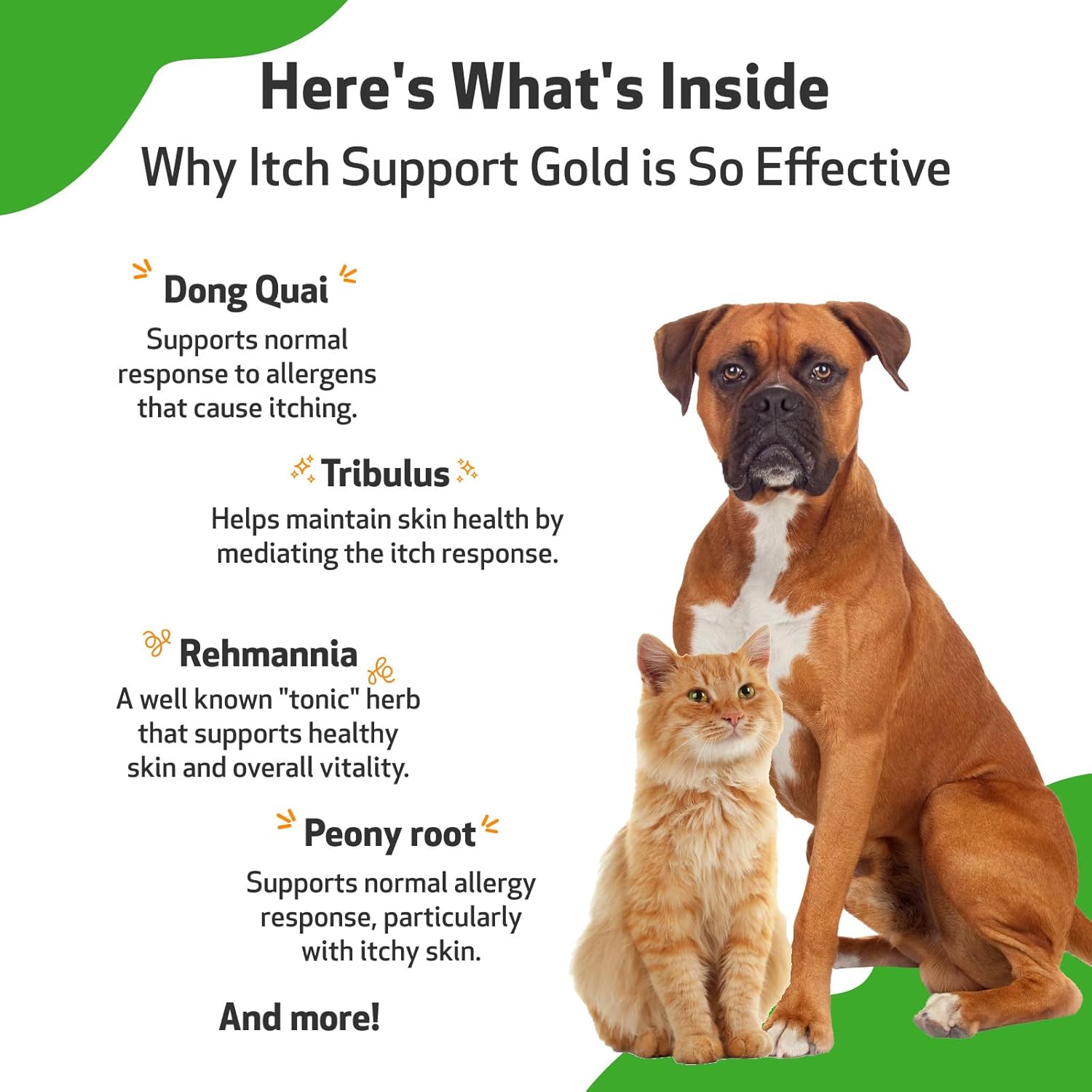 Pet Wellbeing Itch Support Gold for Dogs & Cats - Vet-Formulated - Itchy Skin & Paws, Hot Spots, Skin Allergies - Natural Herbal Supplement 4 oz (118 ml) : Pet Supplies
