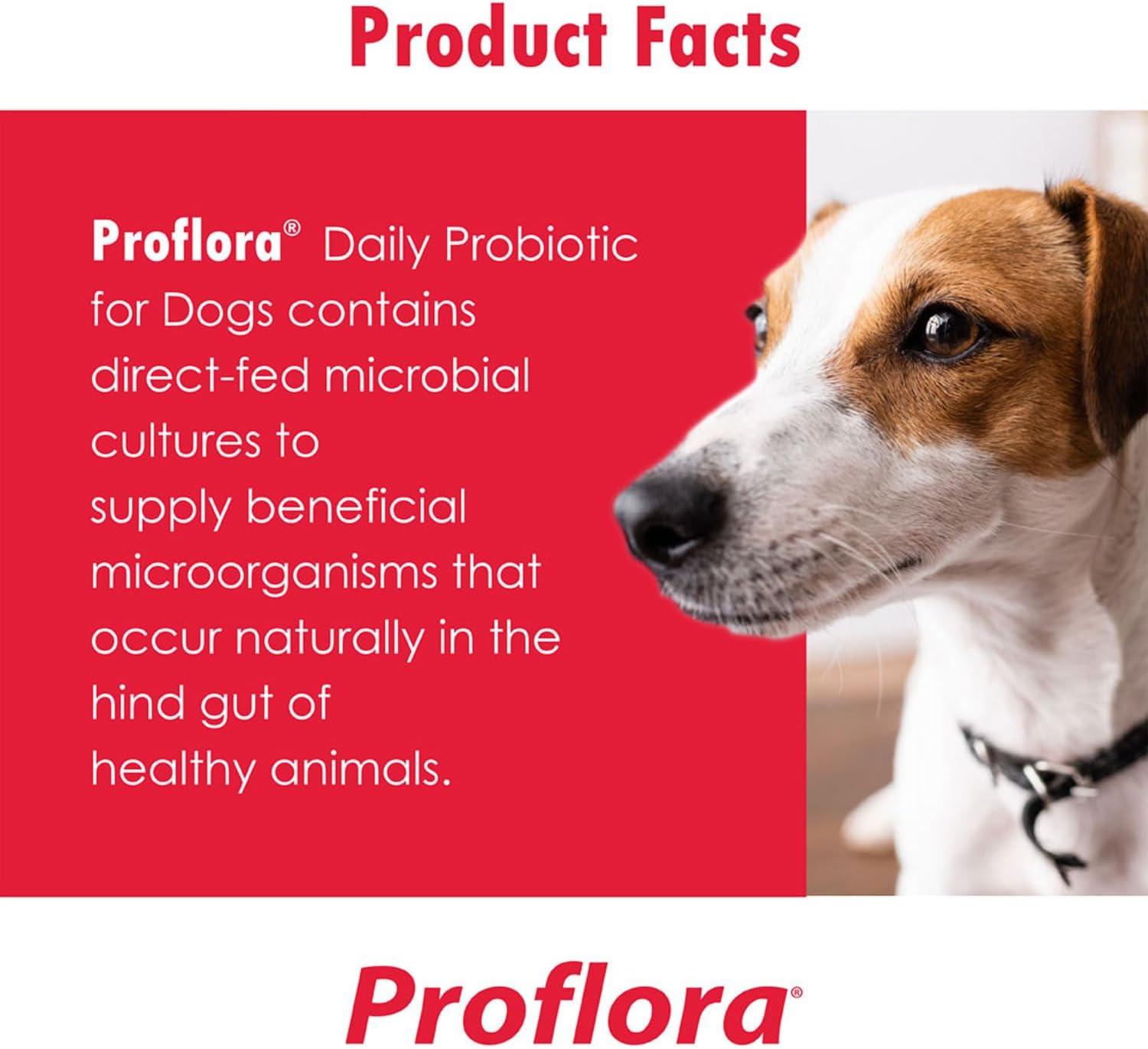 Proflora Probiotics For Dogs-Complete Gut Health & Immune Support. Easy To Use Digestive Multi-Strain Probiotics. Easier Diet Transitions, Healthier Skin & Coat & Helps Treat Diarrhea. 60 Soft Chews : Pet Bone And Joint Supplements : Pet Supplies