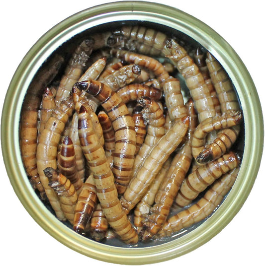 Canned Superworms (1.2 Oz.) - Healthy High Protein Insect Treat - Hedgehogs, Sugar Gliders, Reptiles, Wild Birds, Chickens, Lizards, Bearded Dragons, Skunks, Opossums, Fish, Amphibians, Turtles