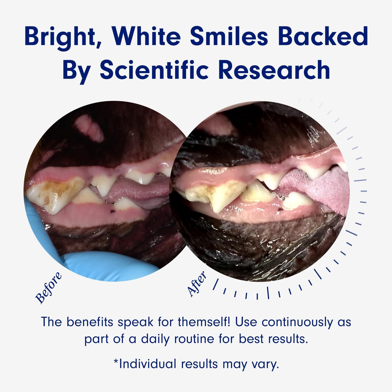 PetLab Co. ProBright® Dental Powder - Dog Breath Freshener - Teeth Cleaning Made Easy – Targets Tartar & Bad Breath - Formulated for Medium Dogs :Pet Supplies