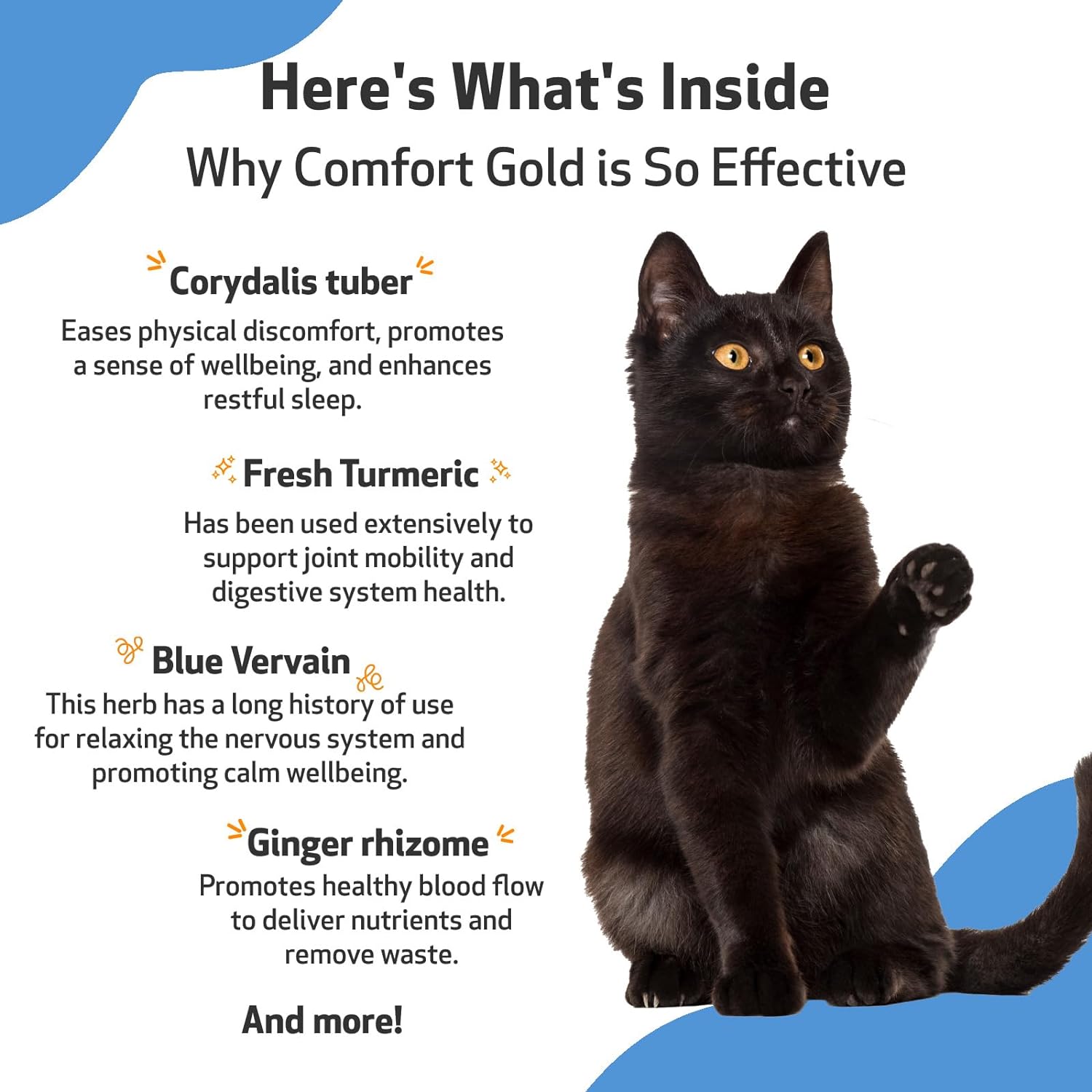 Pet Wellbeing Comfort Gold for Cats - Vet-Formulated - Supports Feline Physical Comfort - Natural Herbal Supplement 2 oz (59 ml) : Pet Supplies