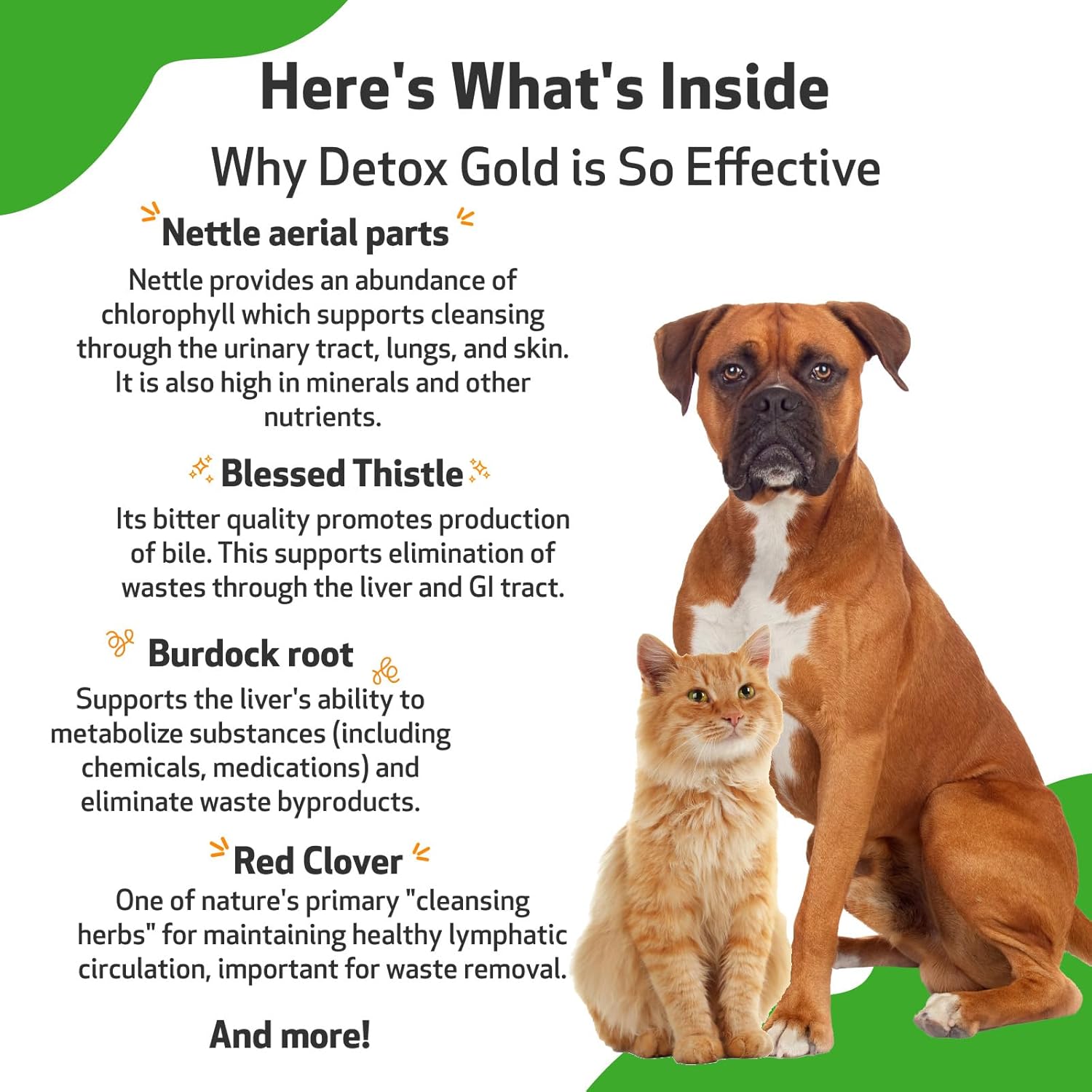 Pet Wellbeing Detox Gold for Dogs & Cats - Vet-Formulated - Gentle Detoxification & Elimination Support - Natural Herbal Supplement 4 oz (118 ml) : Pet Supplies