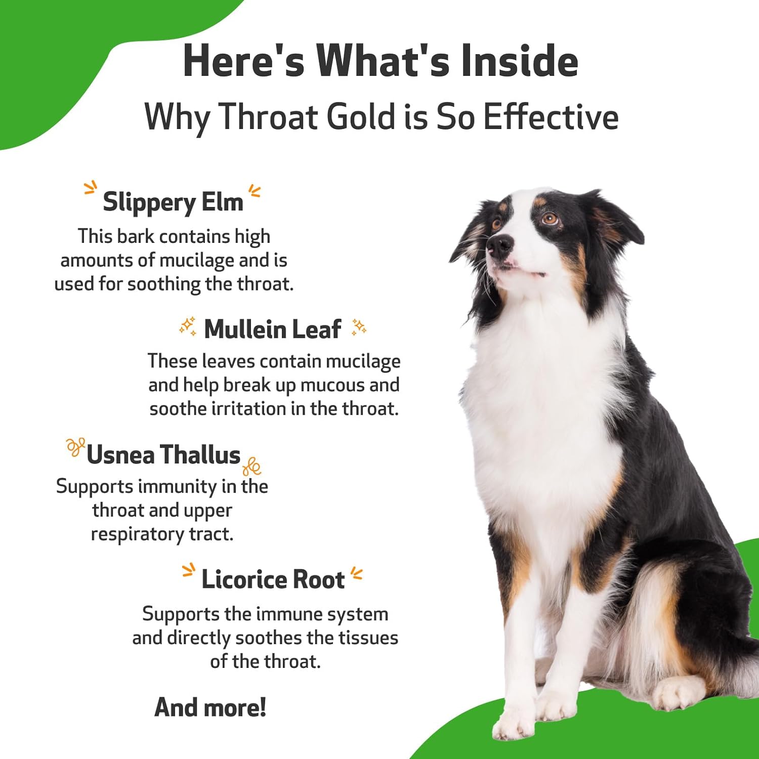 Pet Wellbeing Throat Gold for Dogs - Vet-Formulated - Soothes Throat Discomfort, Hoarseness, Leash Strain, Occasional Cough in Dogs - Natural Herbal Supplement 2 oz (59 ml) : Pet Supplies