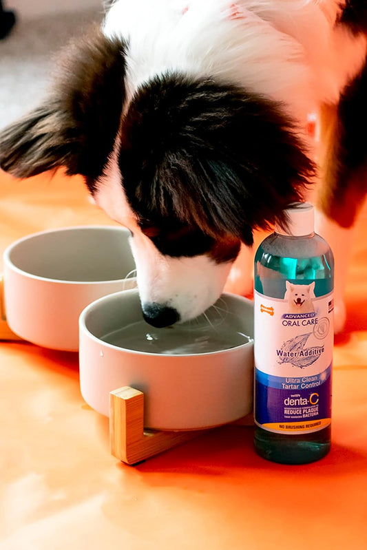 Nylabone Advanced Oral Care Dog Water Additive for Dental Care - Liquid Tartar Remover - Dog Breath Freshener & Teeth-Cleaning Liquid (16 oz.)