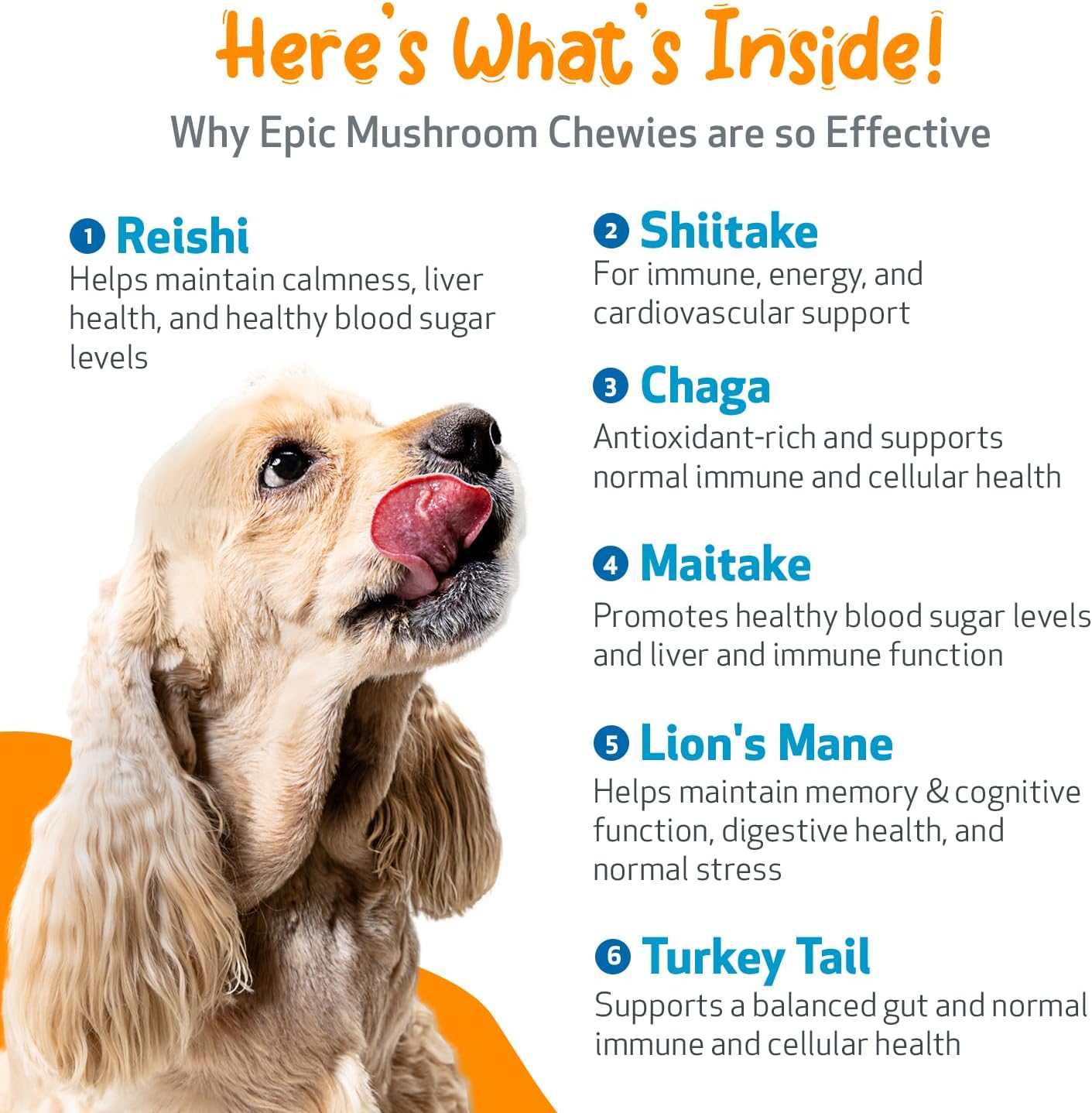 Pet Wellbeing Epic Mushroom Chewies for Dogs - Vet-Formulated - Immune Support, Cognitive Health, Adaptogenic Stress Support with Reishi, Chaga, Lion's Mane Medicinal Mushrooms - 90 Soft Chews : Pet Supplies