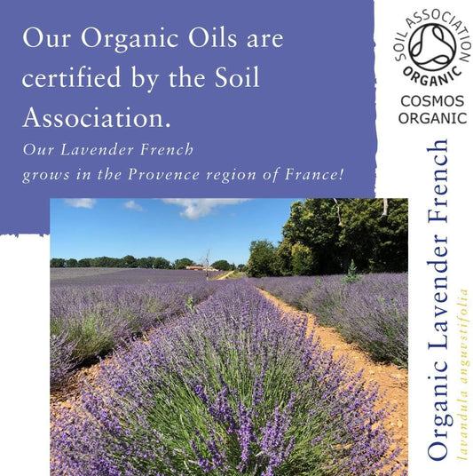 Absolute Aromas Organic Lavender French Essential Oil 30Ml - 100% Pure, Natural, Certified Organic And Undiluted - For Use In Aromatherapy, Massage Or In A Diffuser