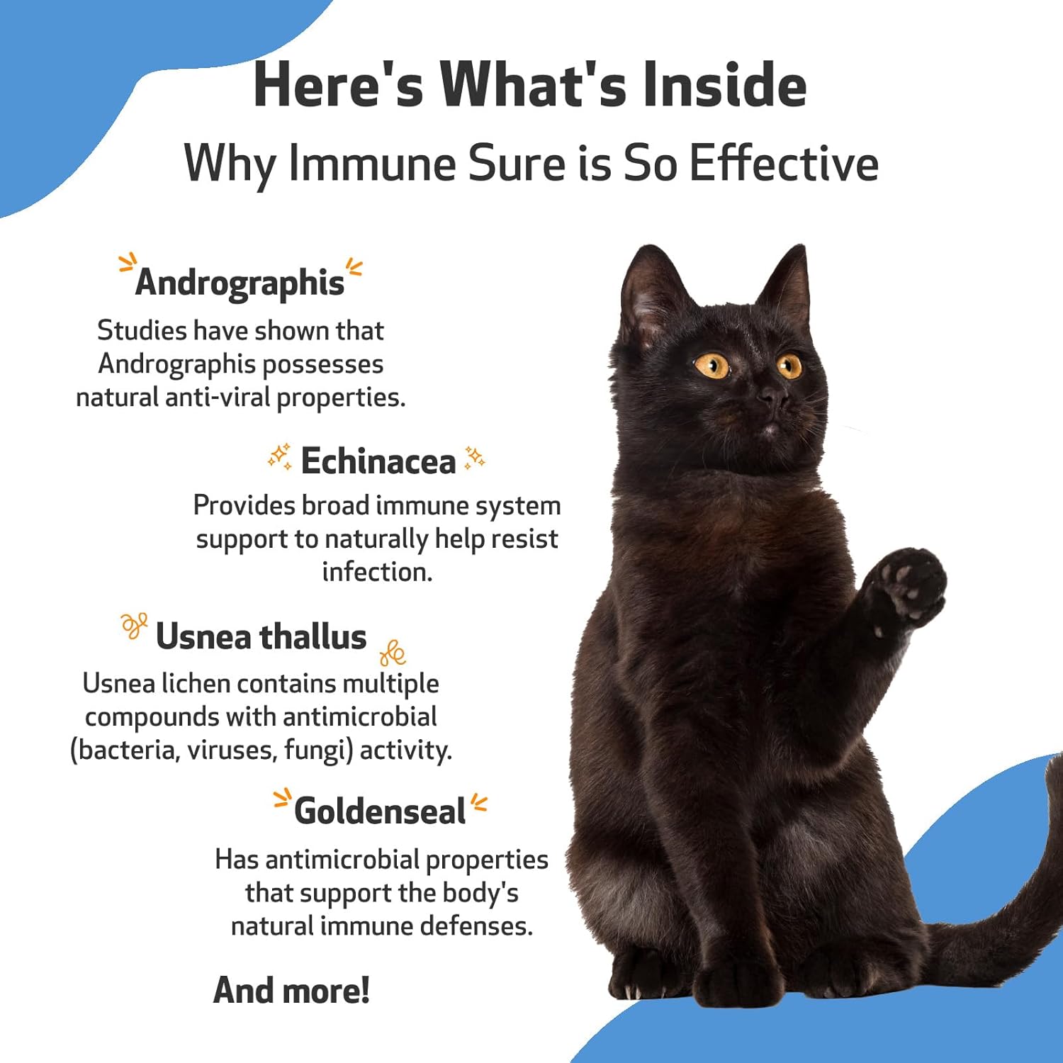 Pet Wellbeing Immune Sure for Cats - Vet-Formulated - Immune System Support & Protection - Natural Herbal Supplement 2 oz (59 ml) : Pet Supplies