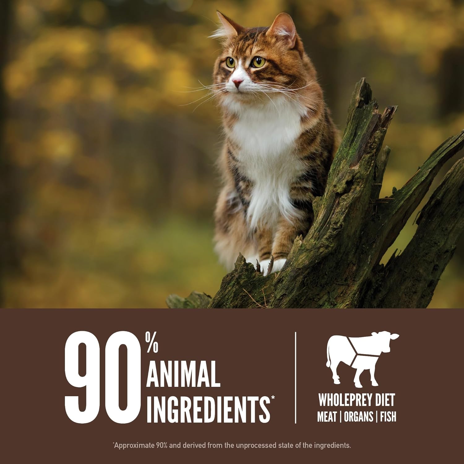 ORIJEN® Dry Cat Food, Grain Free, Premium, High Protein, Fresh & Raw Animal Ingredients, Regional Red, 12lb : Everything Else