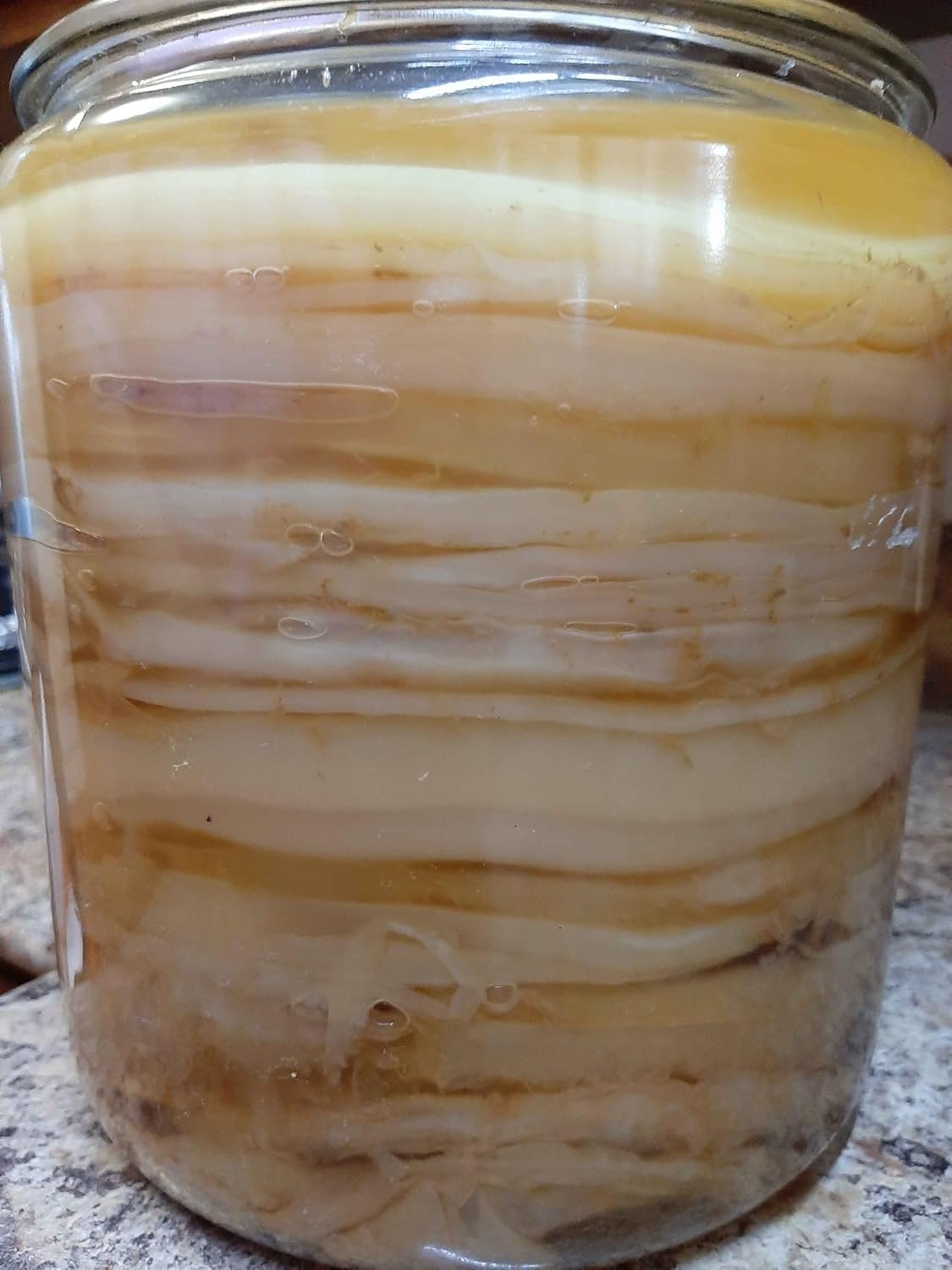 Kombucha.Com Certified Organic Kombucha Scoby (Gaia) + Super Strong Starter Liquid. 8 Oz. Makes 1/2 Or 1 Gallon. Includes Free Kombucha.Com Organic Mixed Tea Blend Sample