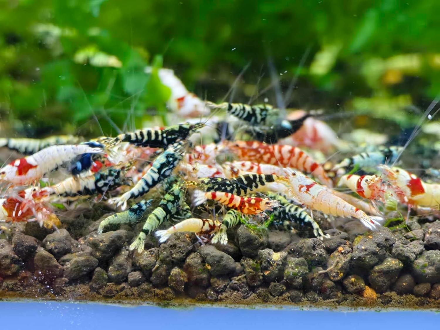 The Seam Oasis - Mix Of 10 Caridina Shrimp - Red & Black Galaxy Fishbone, Boa, Pure Red Line & Deep Blue Live Shrimp Freshwater Aquarium - Juvenile 1/4" - 1/2" Inches - Live Shrimp Arrival Guarantee