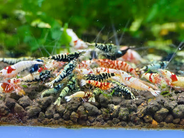 The Seam Oasis - Mix Of 10 Caridina Shrimp - Red & Black Galaxy Fishbone, Boa, Pure Red Line & Deep Blue Live Shrimp Freshwater Aquarium - Juvenile 1/4" - 1/2" Inches - Live Shrimp Arrival Guarantee