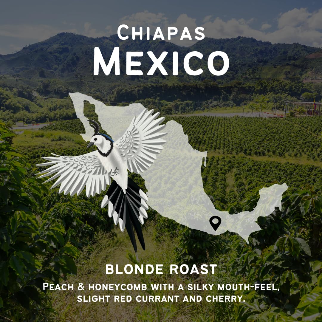 Canopy Point Coffee - Chiapas Mexico Light Roast - 5lb Bag, Whole Bean, Gourmet Blonde Roast, Arabica Single Origin, Specialty Small Batch Air Roasted Coffee Beans, Bold not Bitter (Bulk Whole Bean, 5lbs) : Grocery & Gourmet Food