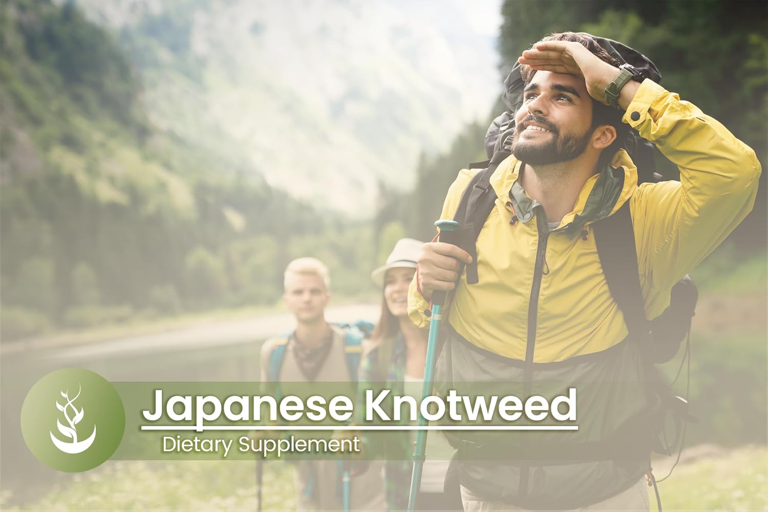 Pure Original Ingredients Japanese Knotweed, (100 Capsules) Always Pure, No Additives or Fillers, Lab Verified : Health & Household