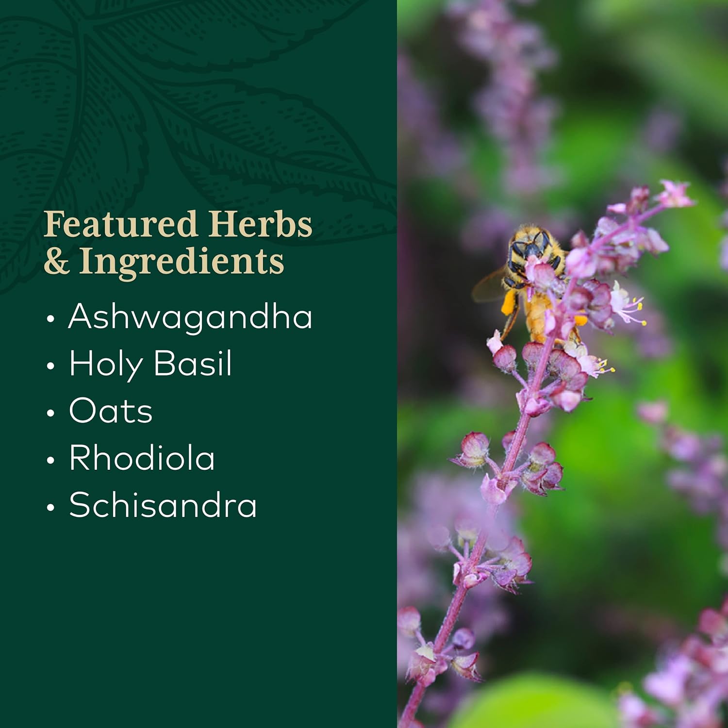 Gaia Herbs Pro Daytime HPA - Adaptogen & Nervine Supplement for Stress & Adrenal Health Support - With Ashwagandha, Holy Basil, Oats, Rhodiola & Schisandra-60 Vegan Liquid Phyto-Capsules (30 Servings)