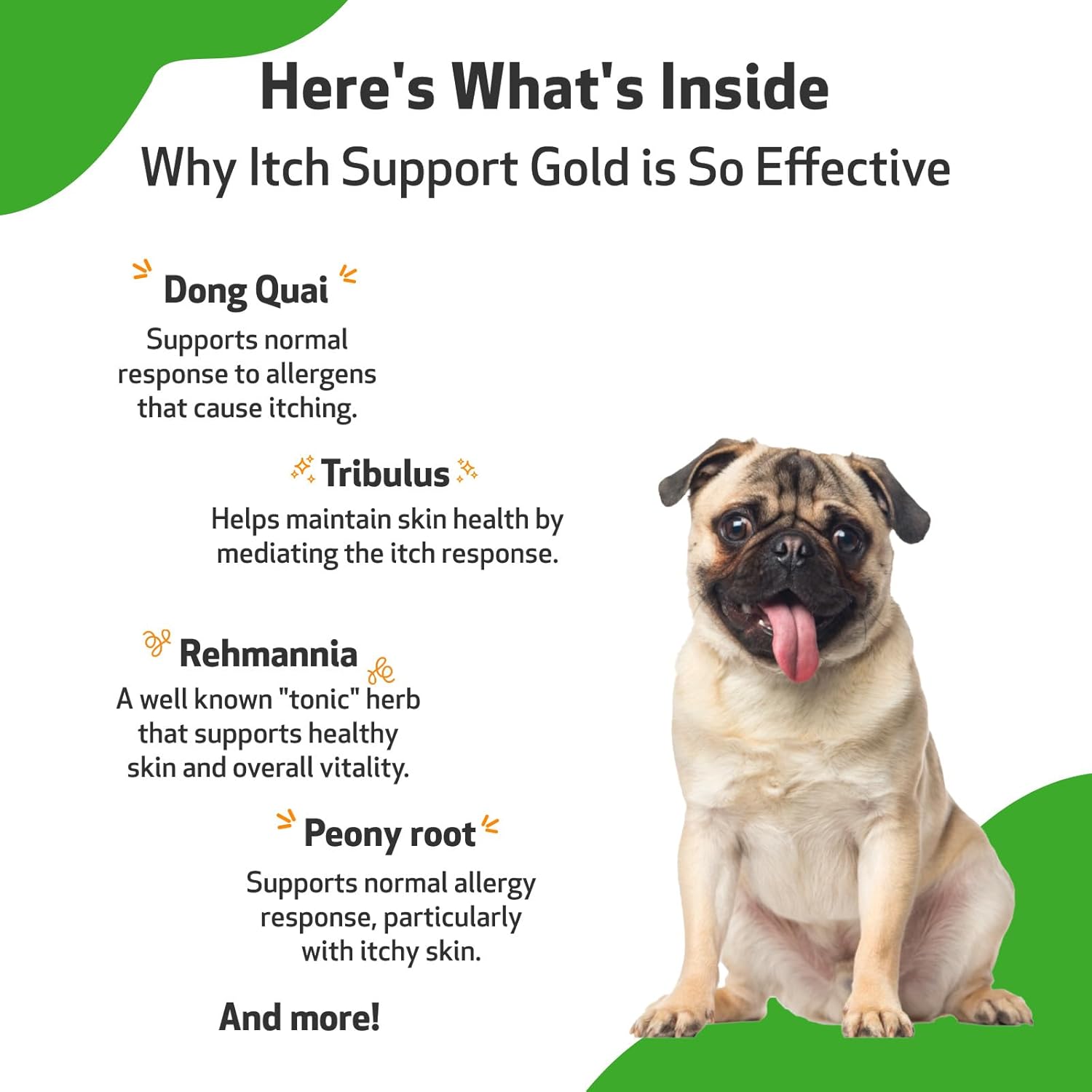 Pet Wellbeing Itch Support Gold for Dogs - Vet-Formulated - Itchy Skin & Paws, Hot Spots, Skin Allergies - Natural Herbal Supplement 2 oz (59 ml) : Pet Supplies