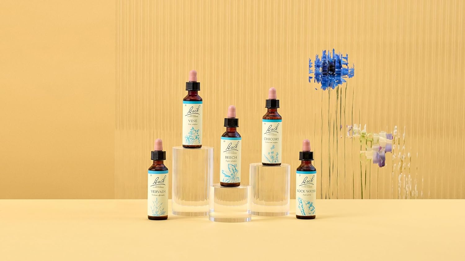 Bach Original Flower Remedies (Beech) Live & Let Live, Be Tolerant, Emotional Wellness, Natural Flower Essence, 20ml : Amazon.co.uk: Health & Personal Care