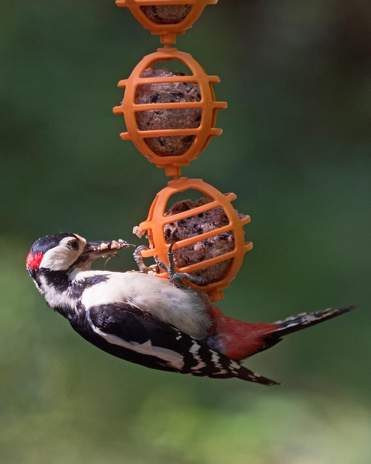 Jacobi Jayne FBB-3 Suet Ball Feeder, Orange :Garden