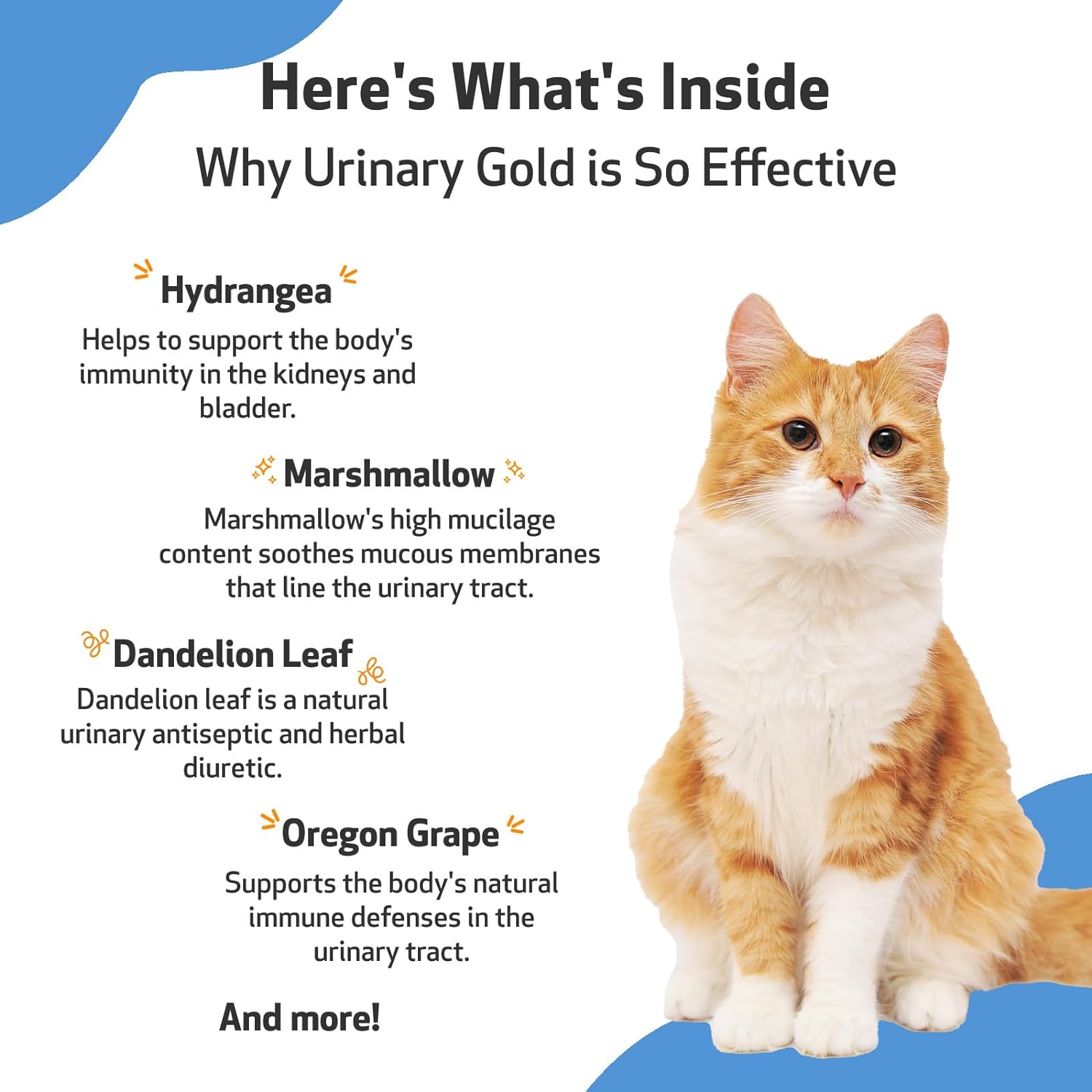 Pet Wellbeing Urinary Gold for Cats - Vet-Formulated - Feline Urinary Tract Health, Supports Normal Urinary pH - Natural Herbal Supplement 2 oz (59 ml) : Pet Supplies
