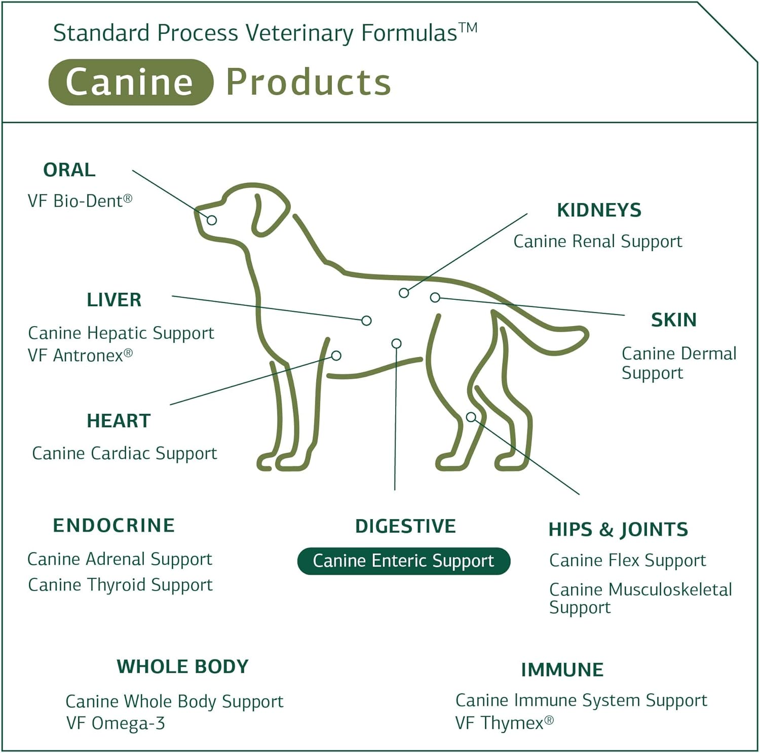 Standard Process Canine Enteric Support - Digestive System Support for Dogs - Nutritional Dog Supplement for Gut Health Support - Canine Supplement Formula to Aid Healthy Digestion - 110 g : Pet Supplies