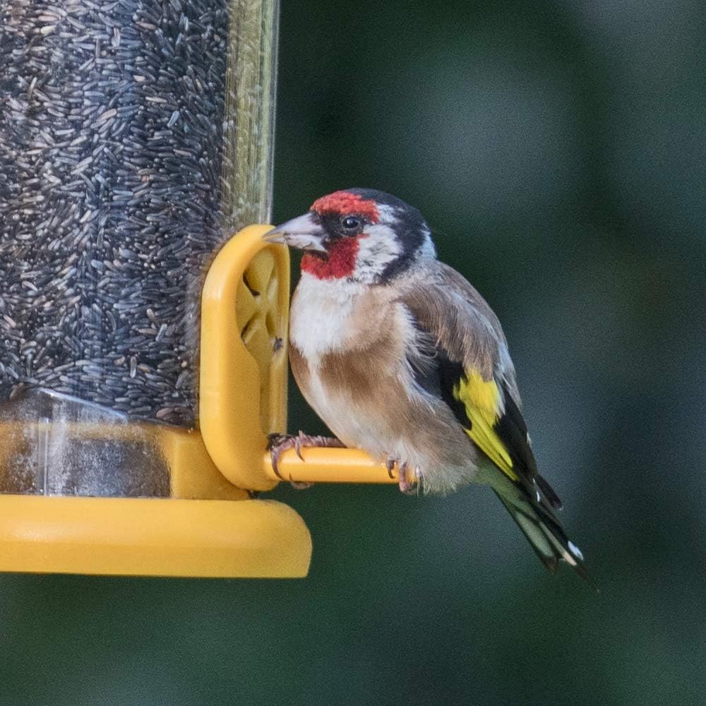 Ring-Pull TO-N2Y Medium Bird Feeder for Niger Seeds - Yellow :Garden