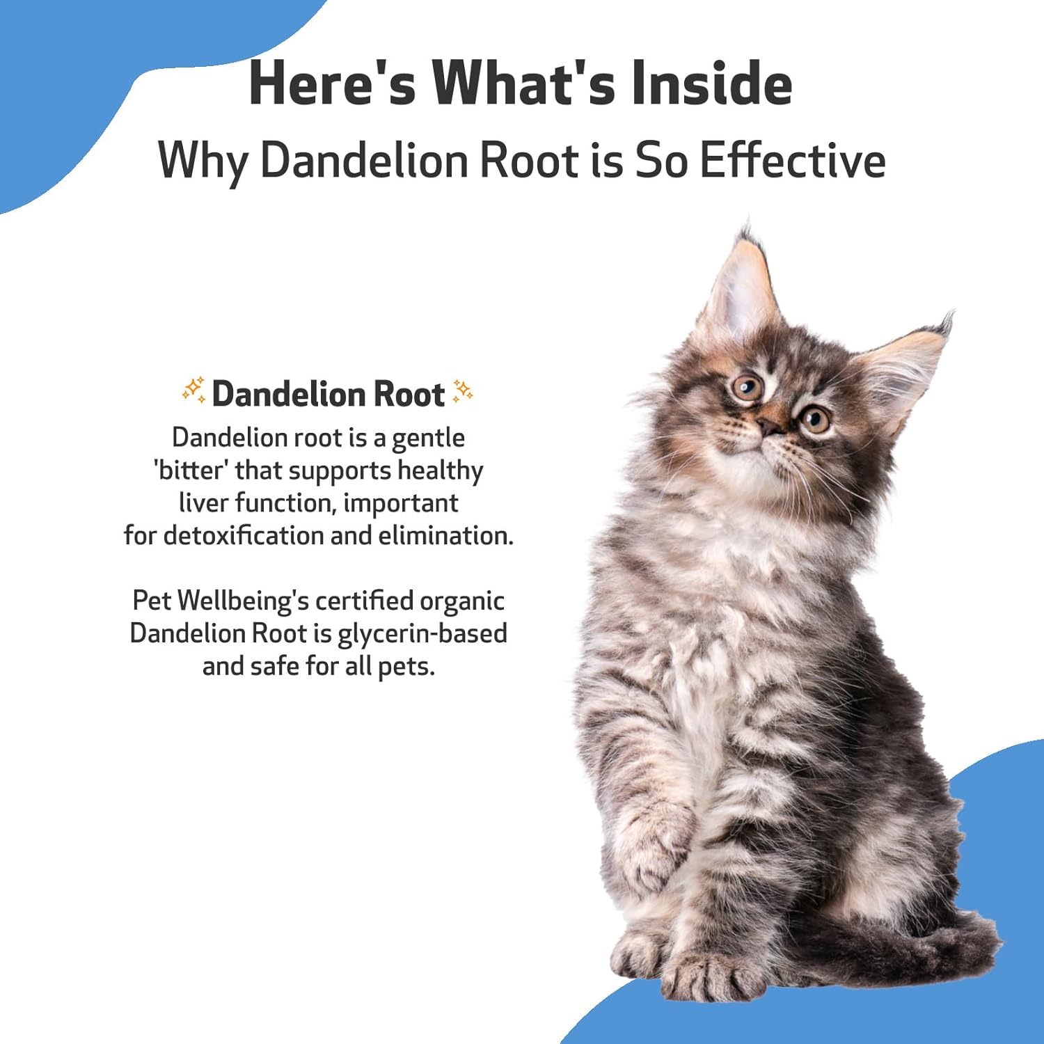 Pet Wellbeing Dandelion Root for Cats - Liver, Digestive, Cardiovascular, Blood Sugar Support - Natural Herbal Supplement 2 oz (59 ml) : Pet Supplies