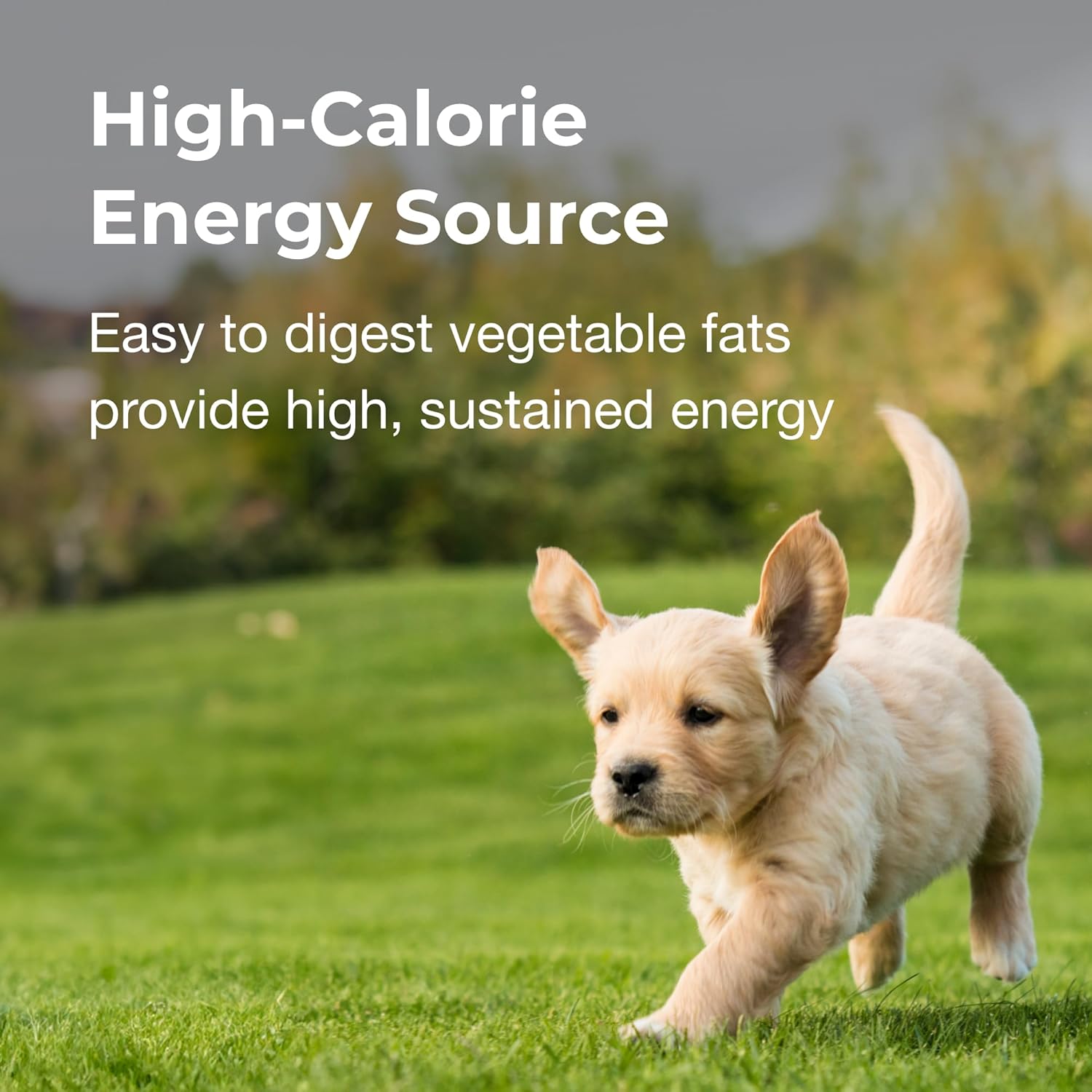Pet-Ag High Calorie Gel Supplement for Dogs - 5 oz, Pack of 2 - Chicken Flavor - Provides Extra Calories for Dogs 8 Weeks and Older - Easy to Digest