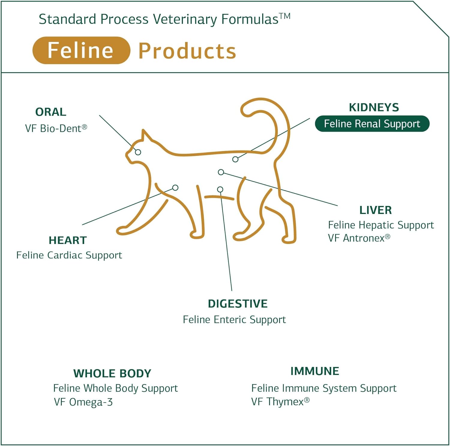 Standard Process Feline Renal Support - Cat Supplement to Support Kidney & Urinary Health - Cat Supplies with Whole Food Ingredients - Feline Supplement for Kidney Function Support - 90 tablets : Pet Supplies