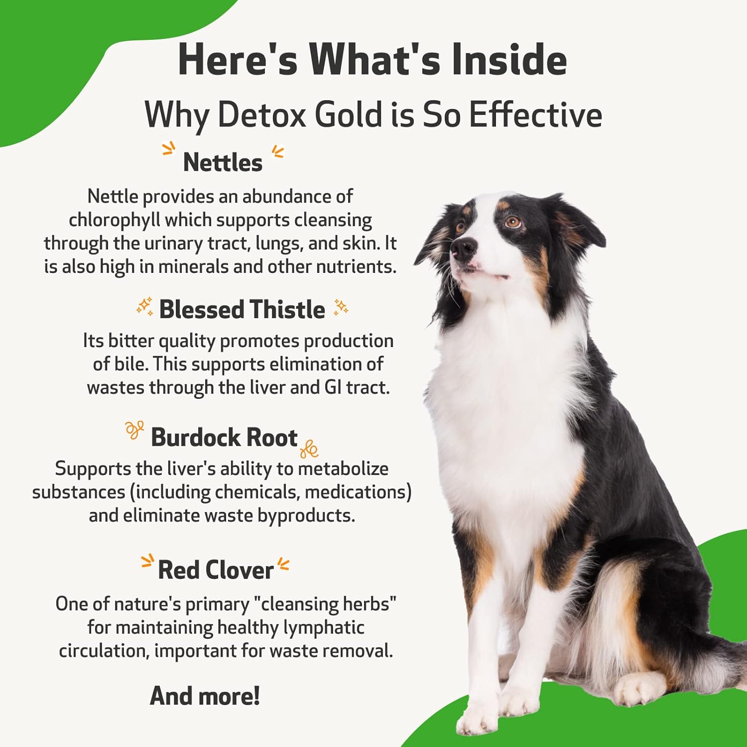 Pet Wellbeing Detox Gold for Dogs - Vet-Formulated - Gentle Detoxification & Elimination Support - Natural Herbal Supplement 2 oz (59 ml) : Pet Supplies