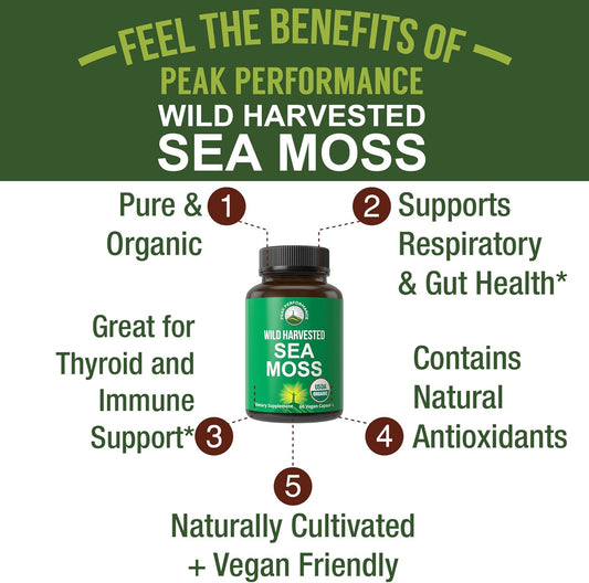 Organic Sea Moss Capsules. Wild Harvested Sea Moss Raw Organic Vegan Supplement From Red Algae Seaweed. 100% Whole Extract Raw Irish Seamoss Superfood Pills. For Gut, Respiratory, Immune Support