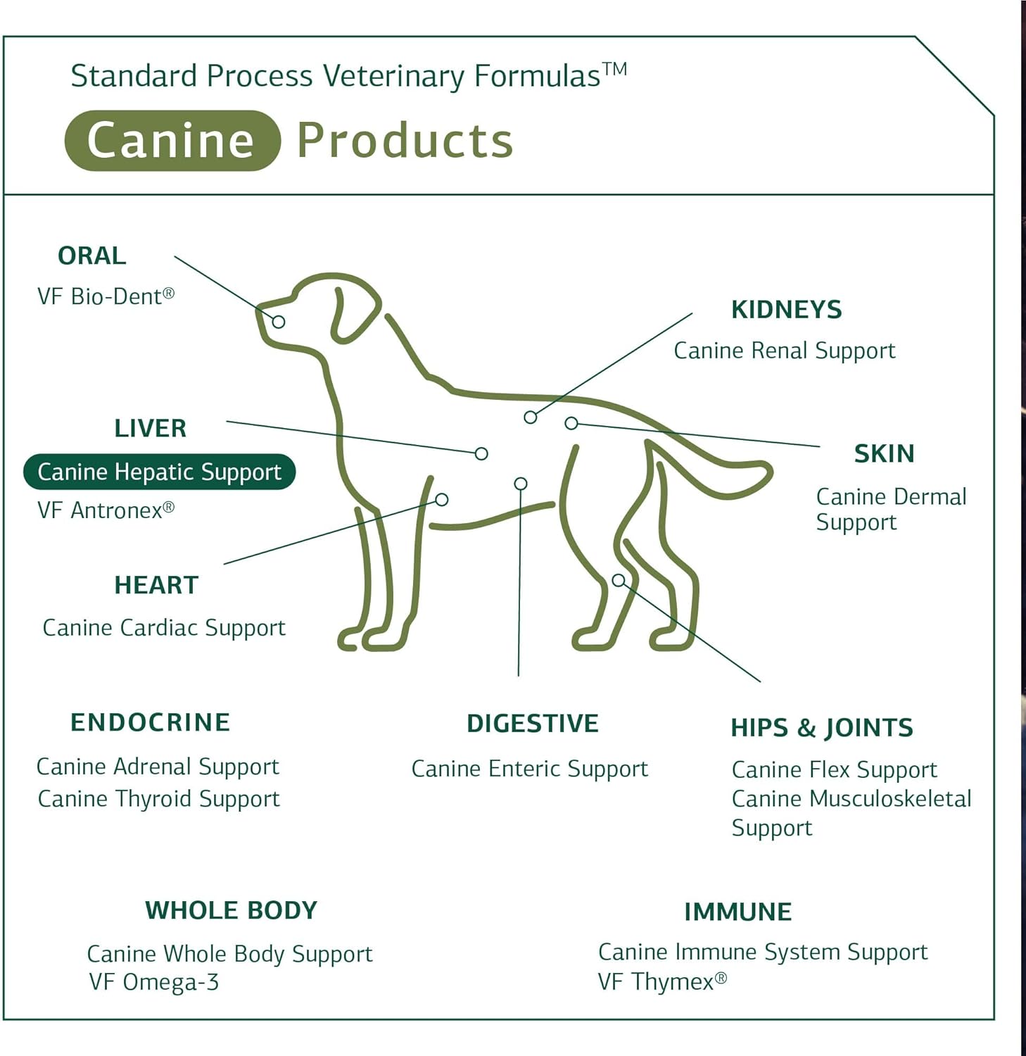 Standard Process - Canine Hepatic Support - Liver Metabolism Support for Dogs - 30 Grams : Pet Multivitamins : Pet Supplies