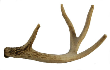 Whitetail Deer Antler Dog Chew, Medium, 8 Inches to 13 Inches Long, Natural, Healthy Long-Lasting Treat. for Medium to Large Size Dogs and Puppies