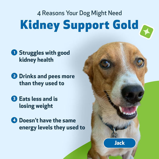 Pet Wellbeing Kidney Support Gold For Dogs - Veterinarian-Formulated - Supports Healthy Kidney Function In Dogs - Herbal Supplement 2 Oz (59 Ml)