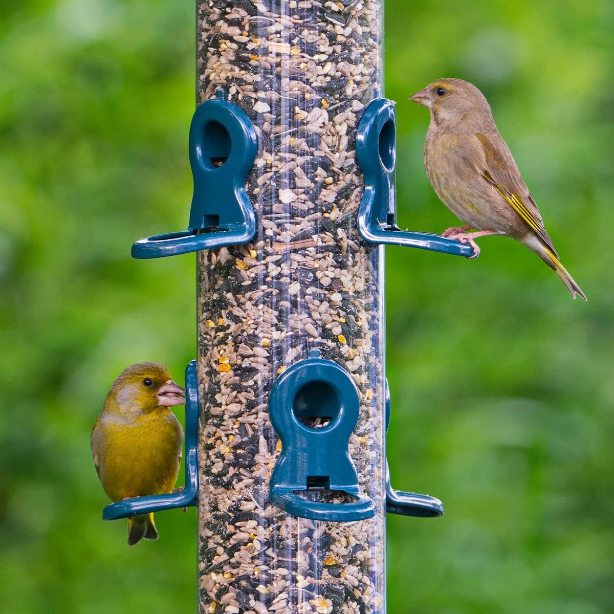 Garden Bird Feeders - Jacobi Jayne® flo™ Festival Hanging, Easy-clean Bird Feeder For sunflower Seeds - Metal bird feeder, Blue, Medium sunflower heart feeder :Garden